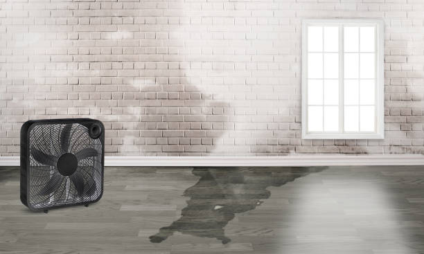 Best Professional water damage repair  in Brockport, NY